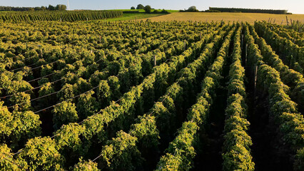 Fly over green huge Bavarian Hops fields during sunset summer phase