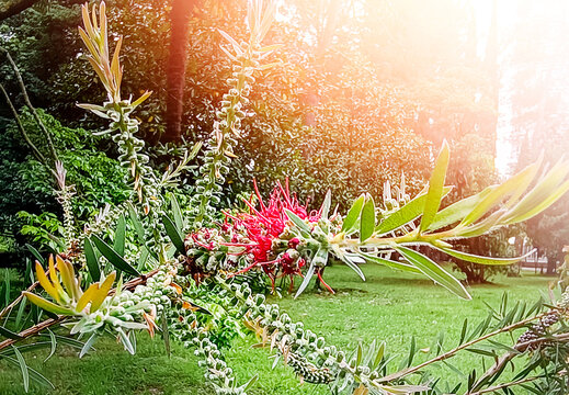 Callistemon citrinus, Melaleuca citrina blooming red. The bottlebrush plant (Callistemon citrinus) is an ornamental plant. Red bottlebrush flower. Bottlebrush or Little John - Dwarf Callistemon.