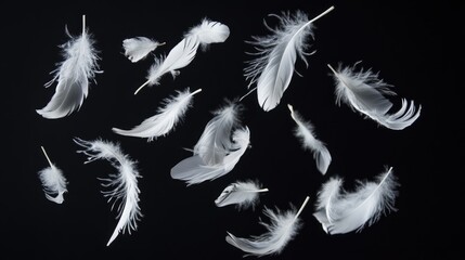 Obraz premium Cluster of white feathers gracefully drifting in mid-air with a pitch-black backdrop, highlighting their elegance