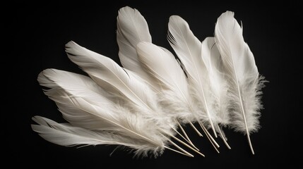 Obraz premium Cluster of white feathers with delicate barbs, set against a dark black backdrop for an elegant effect