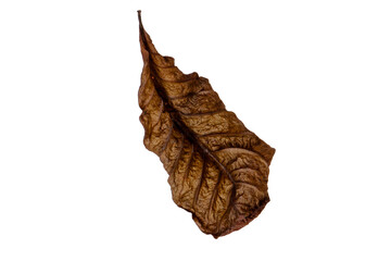 Dried leaves