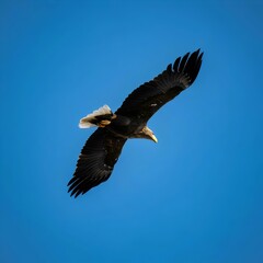 Obraz premium Flying eagle in the blue sky. 3D illustration.