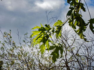 leaves against blue sky