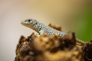 Close-Up of Ocellated Lizard on Wood in Natural Habitat