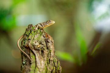 Ocellated lizard on Tree Stump in Natural Habitat Close-Up