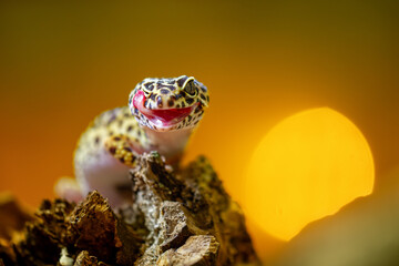 Vibrant Leopard Gecko licking himself on Wood with Glowing Background