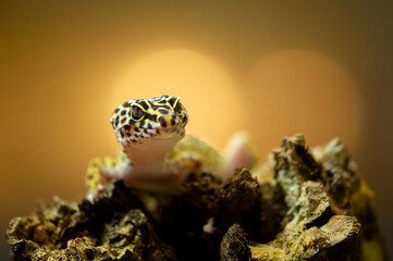 Leopard Gecko on Rough Textured Surface