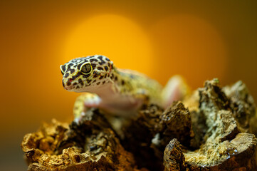 Close-Up of Leopard Gecko on Rough Textured Surface