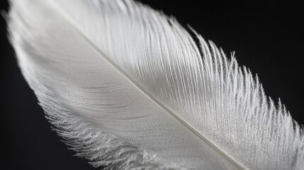 Close-up of a white feather on a black background, showcasing its detailed texture