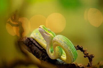 Green Tree Python Resting on a Branch in Jungle Setting
