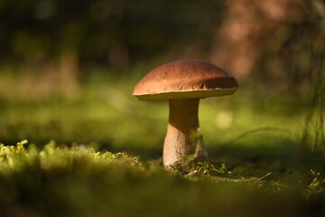 Grzyb borowik w lesie © Pawel