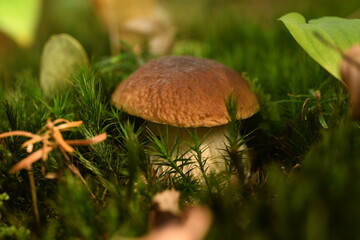 Grzyb rosnący wśród mchu w lesie © Pawel