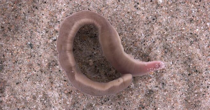 Nemertea worm, genus Cerebratulus sp. close-up, family Lineidae. Predator, feeds on mollusks and small crustaceans... White Sea