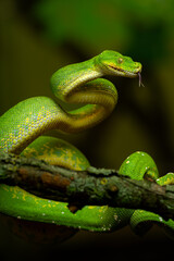 Close-Up of Green Tree Python Coiled on Branch. Morelia viridis