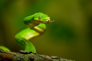 Green Tree Python Coiled on Branch. A snake with its tongue out ready to attack