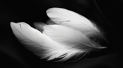 Fototapeta premium Artistic arrangement of white feathers on a smooth black surface, emphasizing their light and delicate form