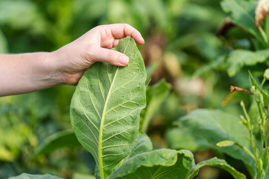 Farmer holds the leaf of tabacco on the field