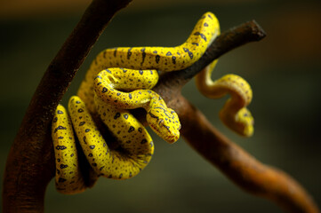 Striking Yellow Snake Coiled on Tree Branch at Sunset