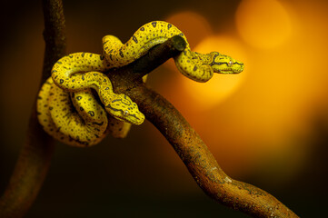 Striking Yellow Snake Coiled on Tree Branch at Sunset Morelia viridis.