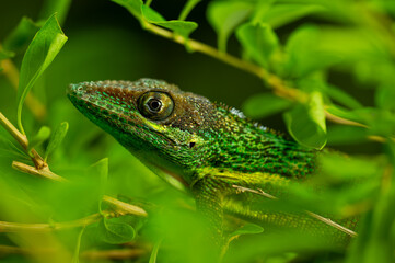 Green Lizard Among Vibrant Leaves, Close-up detail head to lizzard hiddne in the jungle.