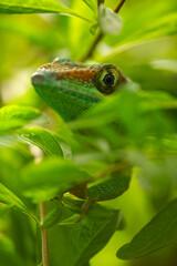 Green Lizard Head Between Vibrant Leaves