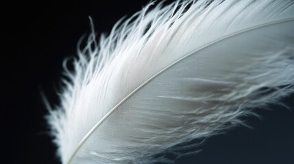 Detailed close-up of a white feather on a dark backdrop, showcasing its soft and delicate nature