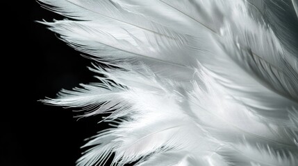 Obraz premium Detailed close-up of white feathers with fine barbs, against a deep black backdrop for striking contrast