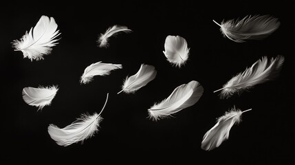 Obraz premium Detailed display of white feathers drifting above a pitch-black background, emphasizing their ethereal quality