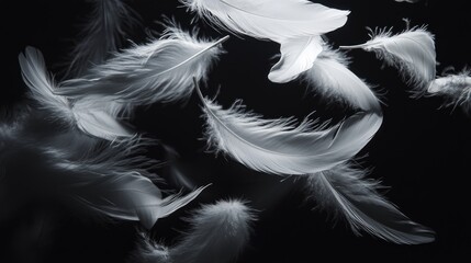 Obraz premium Detailed display of white feathers drifting above a pitch-black background, emphasizing their ethereal quality