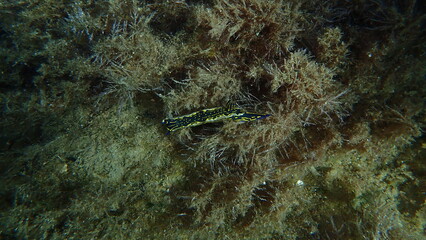 Giant doris or Regal sea goddess (Felimare picta) undersea, Aegean Sea, Greece, Skiathos island, Vasilias beach