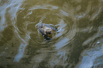 A bat swims towards the shore after falling into the water