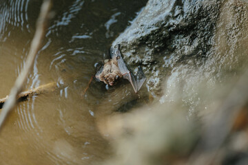 A bat swims towards the shore after falling into the water