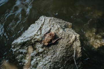A wet bat climbs a stone after falling into water.
