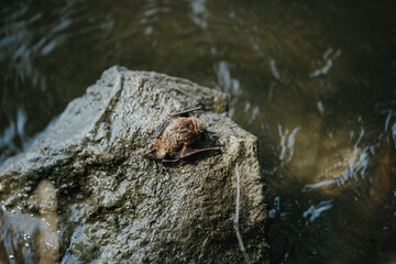 A wet bat climbs a stone after falling into water.