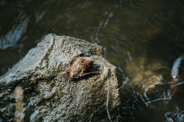 A wet bat climbs a stone after falling into water.