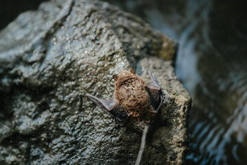A wet bat climbs a stone after falling into water.