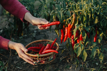Fototapeta premium Collecting red chili peppers during the peak harvest season.