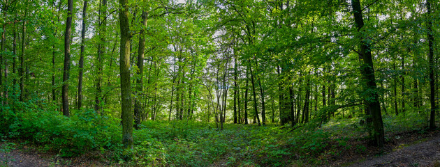 Obraz premium HDR panorama of the forest. Beautiful green nature shot. Concept for environment and ecology.
