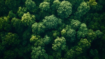 Naklejka premium Green natural forest aerial view Environment concept : Generative AI