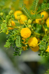 Sweet thorn branch with flowers