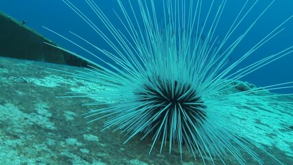 Close-up view of a sea urchin with long, thin spines, positioned in a marine environment. Its spines radiate outward in an intricate pattern, creating a striking visual effect.
