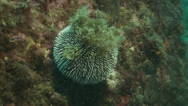 Close-up of a black sea urchin, its sharp spines prominently displayed. The spines are dark with white tips, creating a striking contrast against the underwater background.
