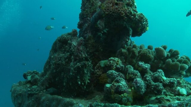 A side view of a toadfish in motion, slowly moving through its environment. This venomous, mimetic fish blends effortlessly into the surroundings. Check my portfolio for more toadfish footage.