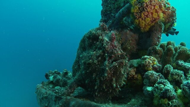 A toadfish, backlit with soft light, blends into its surroundings in a wide shot. This venomous predator uses its mimicry for perfect camouflage. Check my portfolio for more toadfish footage.