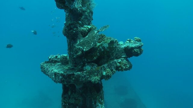 Two toadfish rest on the mast of a shipwreck, perfectly camouflaged in their surroundings. Filmed in a wide shot. Check my portfolio for more toadfish footage.