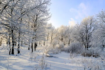 Winter forest landscape - frosty winter trees in cold sunny weather, winter forest nature in sunny morning