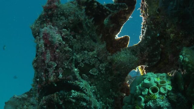 A toadfish, backlit with soft light, blends into its surroundings in a wide shot. This venomous predator uses its mimicry for perfect camouflage. Check my portfolio for more toadfish footage.