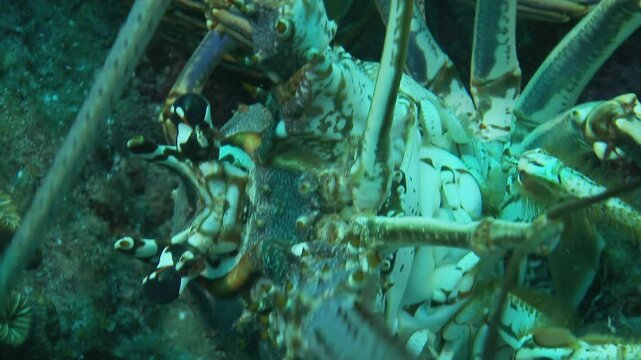 A wide shot of a fully formed waterspout, stretching from the ocean surface to the clouds. The spiral column is clearly visible, capturing the entire phenomenon. Check my portfolio for more waterspout