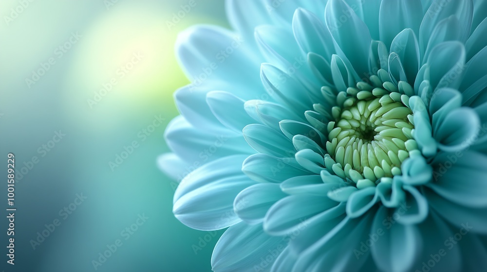 Poster bluegreen chrysanthemum flower closeup macro shot summer and spring multicolor floral background : g