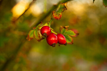 yellowish-pink berries on a background of green leaves